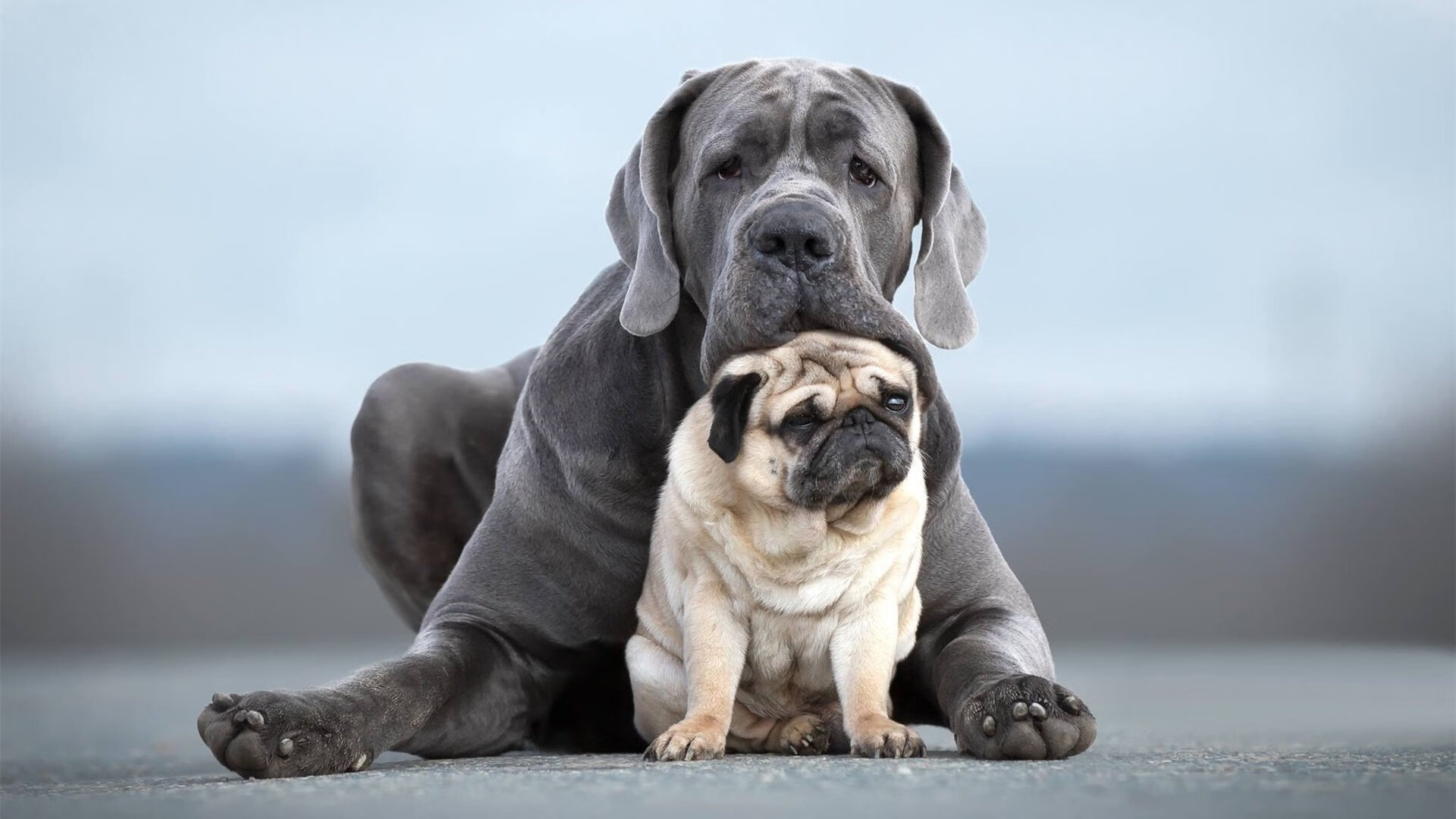 当广东秘籍对上NBA神射，一记绝杀与布克的存在感宇宙