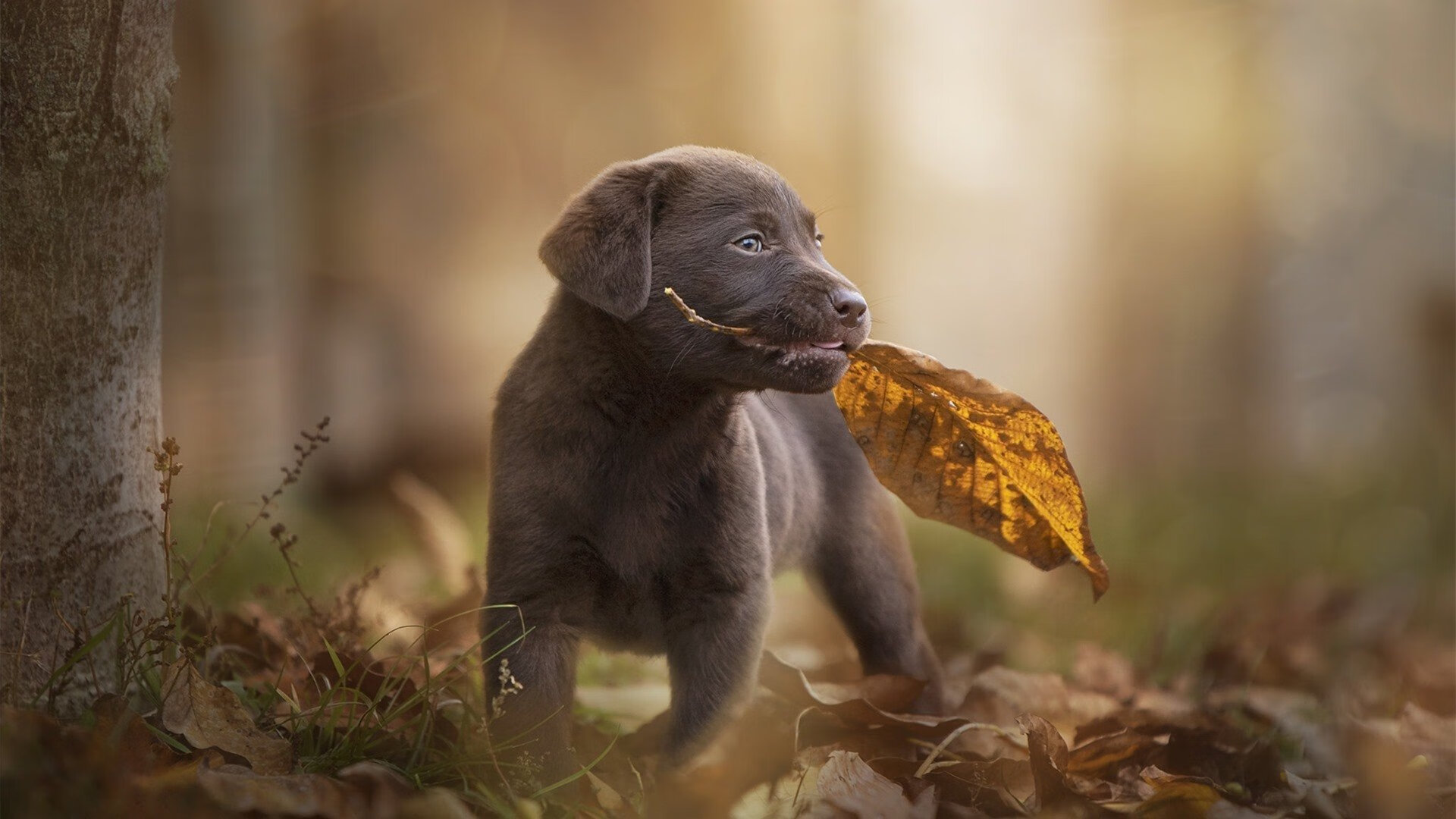 惊天大逆转!阿劳霍让AC米兰在喀麦隆的土地上,完成了最硬气的转身