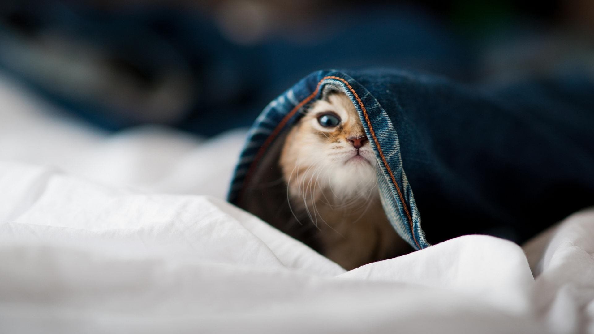 当米切尔接管比赛,从NBA到欧冠的极致个人英雄主义