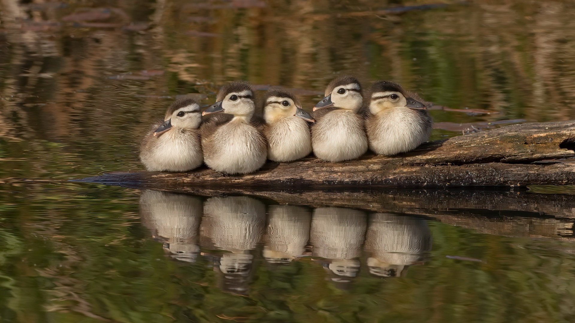 皮克之怒，一场被偷走的胜利—当巴拉圭在2002世界杯全面压制英格兰