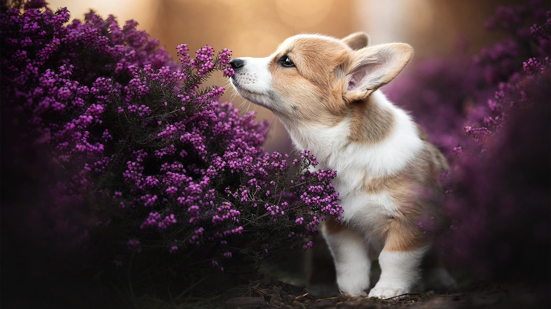印加旋风席卷美墨，秘鲁掀翻加纳的战术革命与历史回声