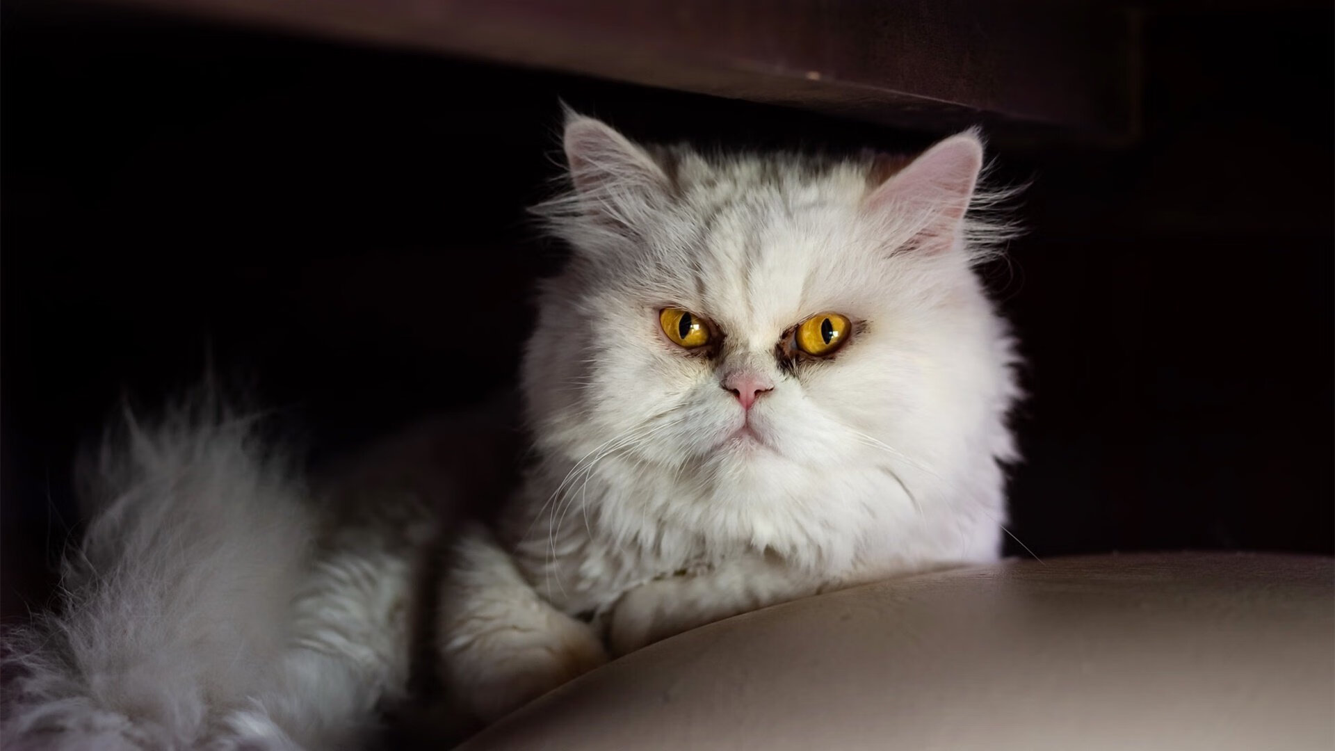 格列兹曼的独舞，在南非式的封锁与土耳其的叹息中