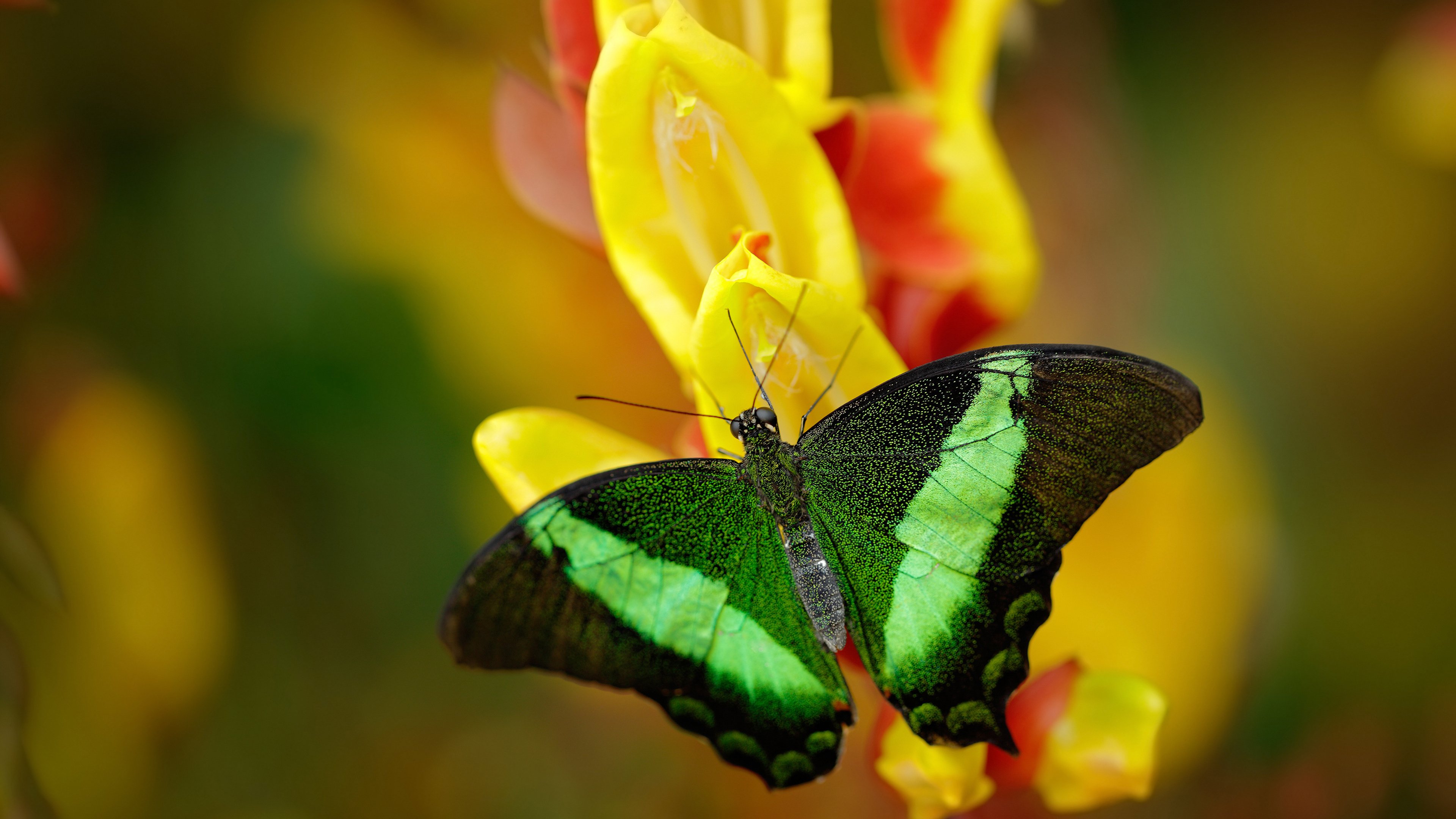 魔翼与风笛,赢下心跳的0.001秒
