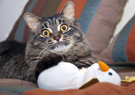 双关宿命，拉亚持续制造杀伤，波兰击败马赛