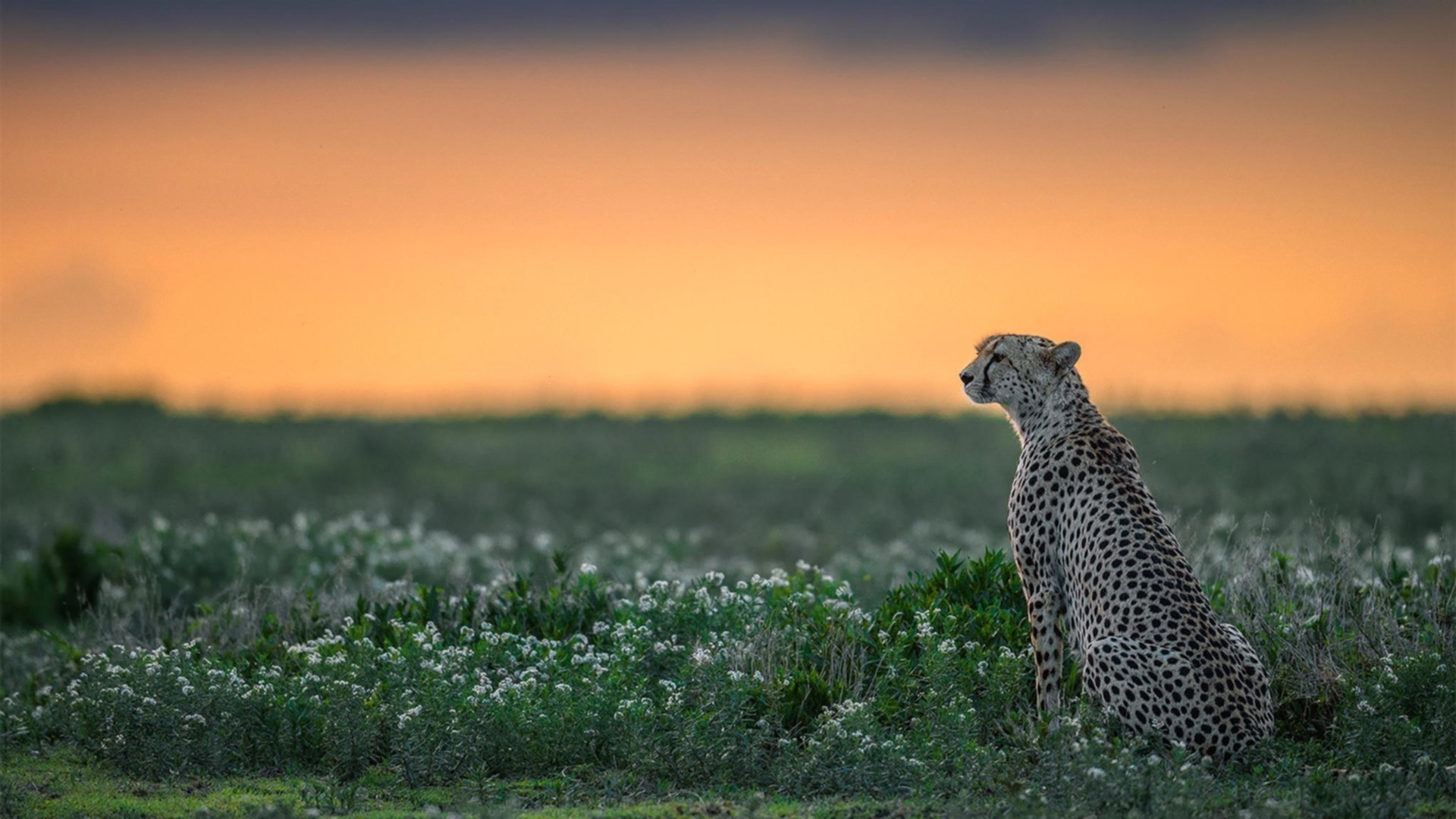 皮克，攻防转换的艺术大师，尼斯巅峰对决一剑封喉贝蒂斯