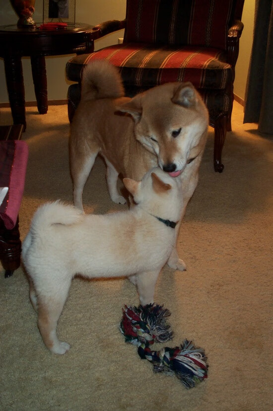 绿茵浪潮,意甲南美风暴与巴拉圭的突袭艺术