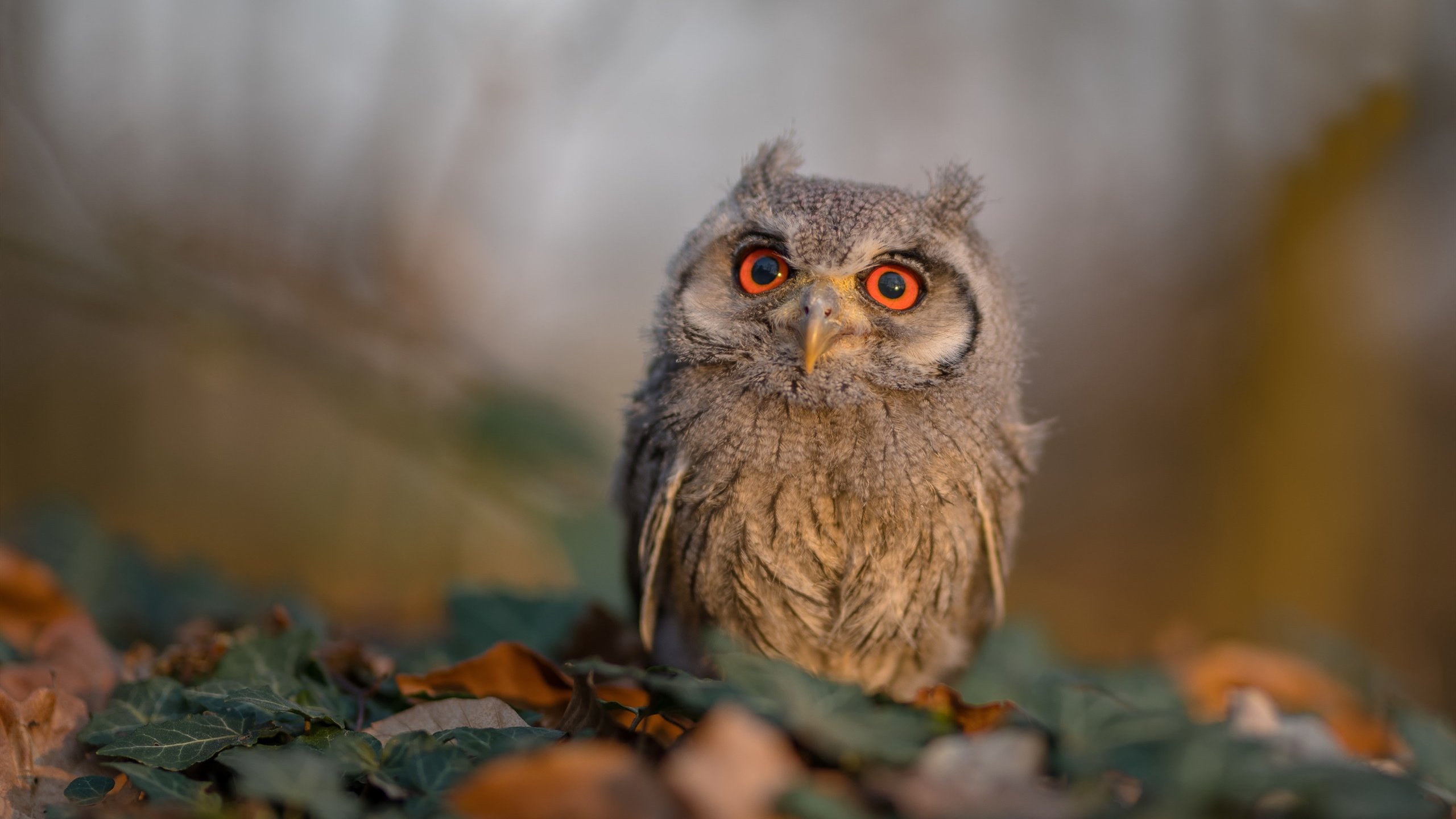 唯一致胜变量,伊布登场前,尼斯与雷恩的数学题无解