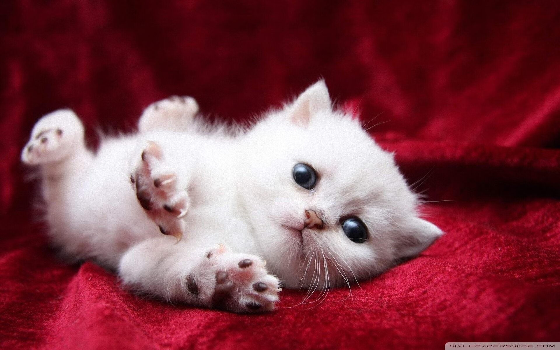 爆冷之夜,独行侠诞生,当硬仗之王马克西撕裂森林狼的钢铁防线