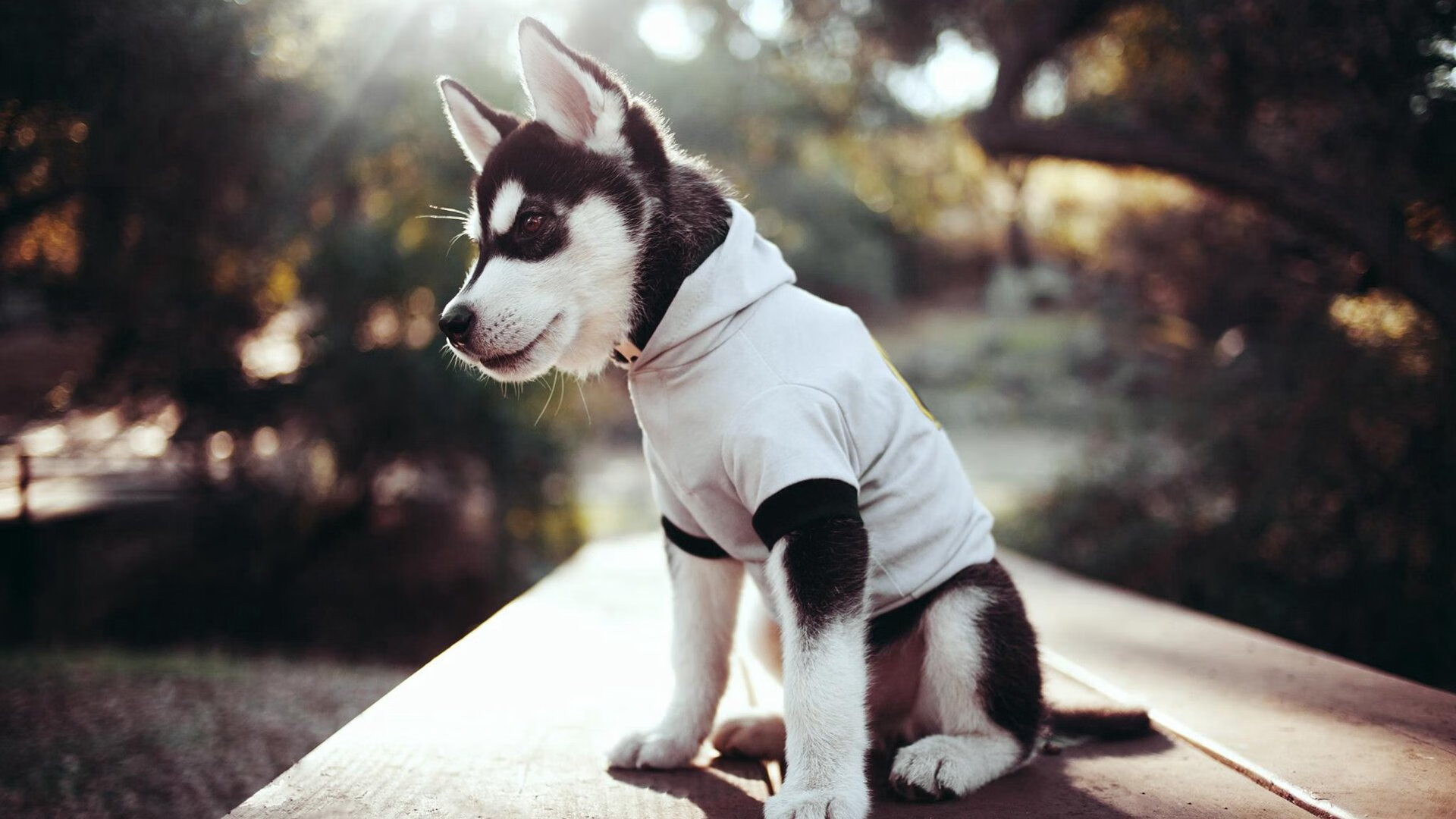 世纪审判，国际米兰踏平摩纳哥，奥利维耶在年度焦点之战加冕为王