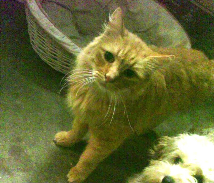 冰火淬炼,西亚卡姆48分史诗夜,森林狼窒息防守终扼国王咽喉