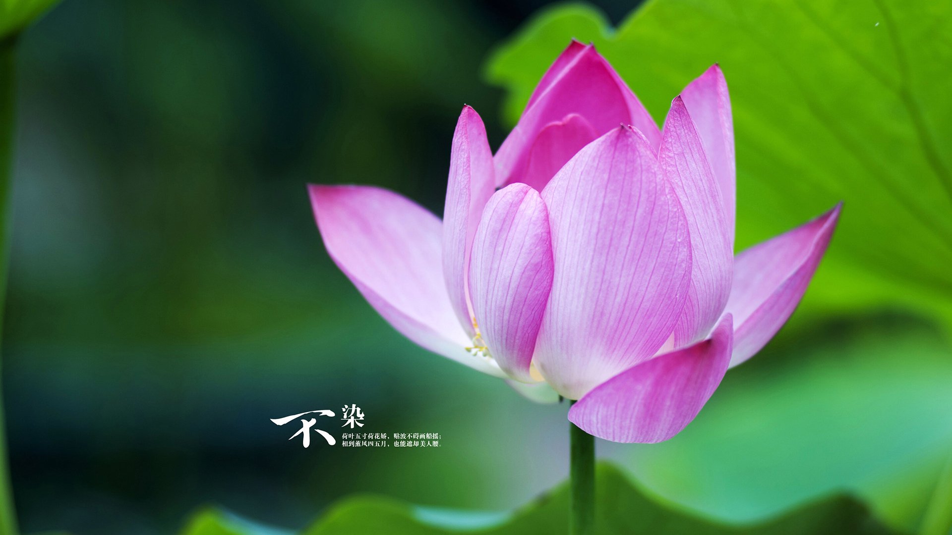 基辅之夜，当枪声沉寂，足球如何点燃一个国家—记那场改写历史的抢七决战