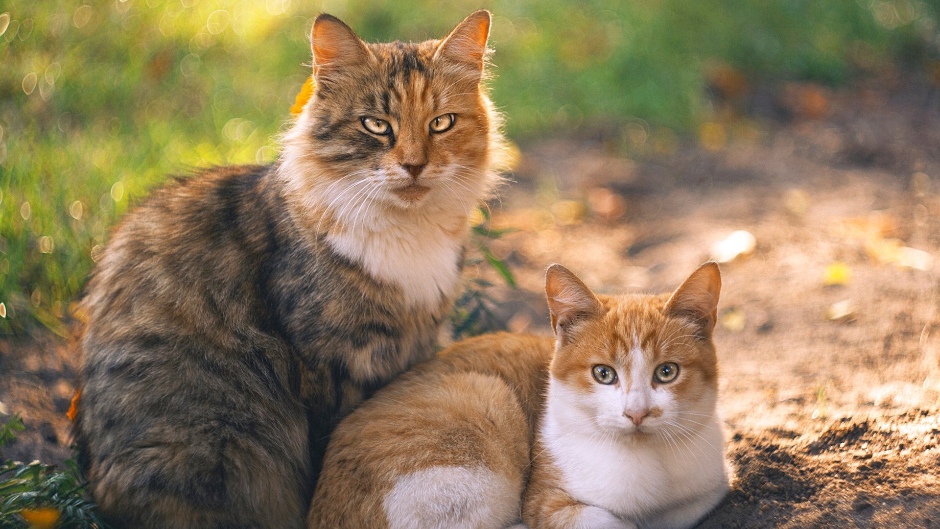 同名者的魔咒，当两个英格拉姆在24小时内决定冠军