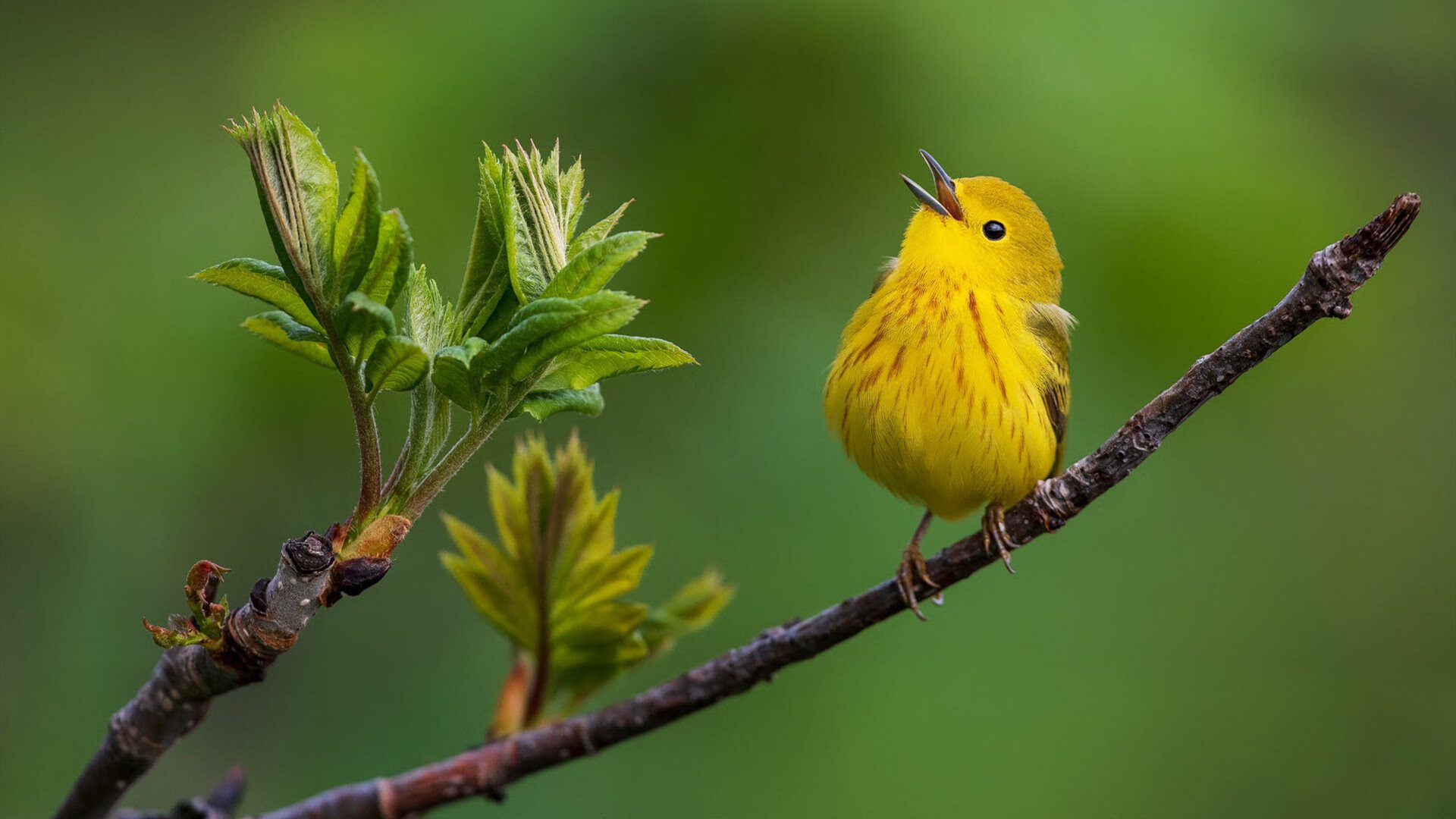 戈麦斯,缝合离散世界的90分钟