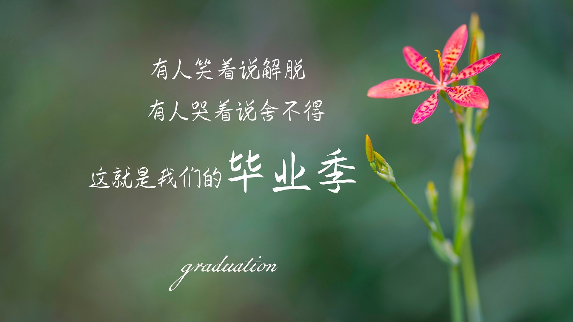 烈焰穿心!基耶萨蓝焰点燃马拉多纳,那不勒斯刺穿红牛晋级路