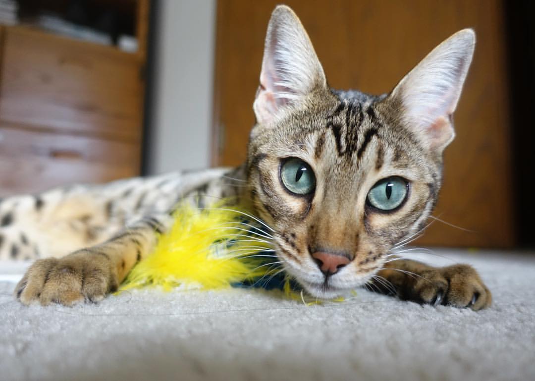 钢铁丛林中的圣杯，当恩佐用数据镌刻唯一的统治力