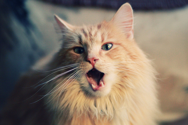 硬实力！武切维奇回应质疑，森林狼团队碾压老鹰