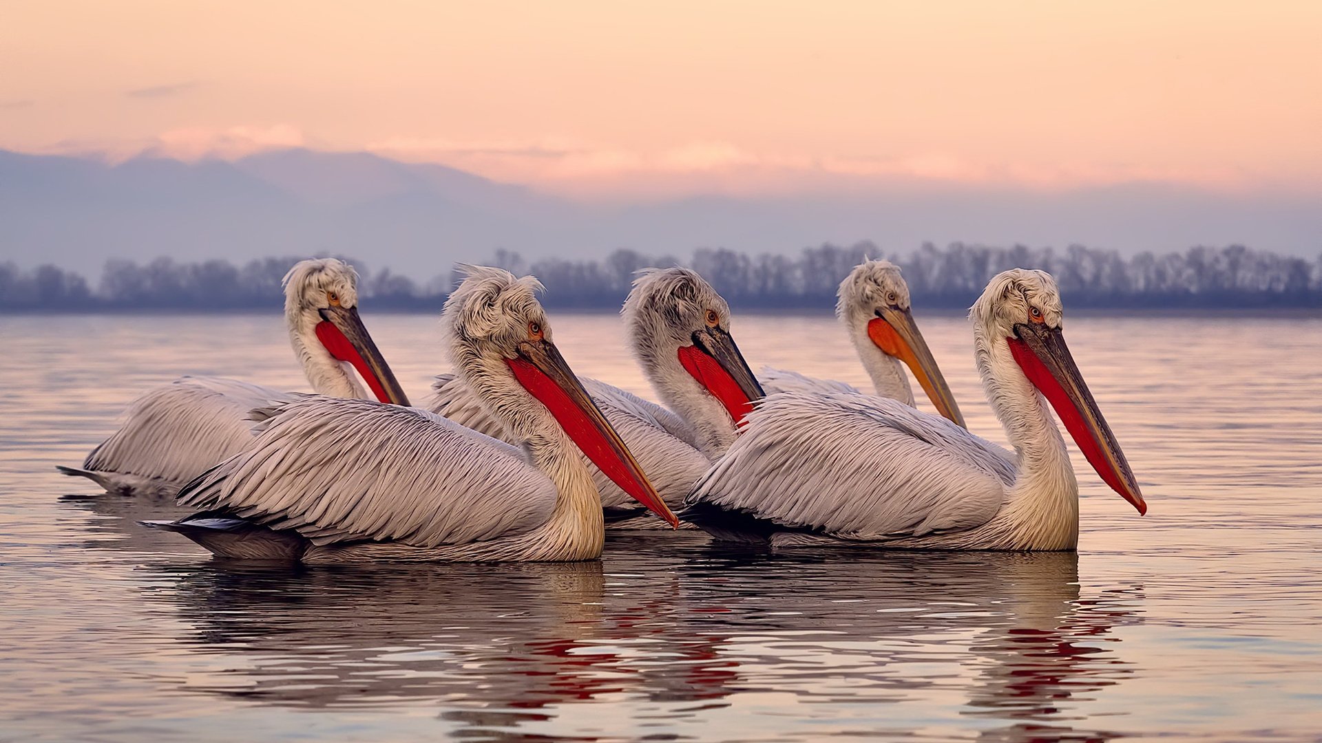 双重收割，从球场到市场，隐秘的避险资产如何接管比赛