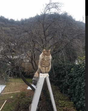 凌晨三点的洛杉矶，一个篮球巨星这样成为世界杯之夜的主宰