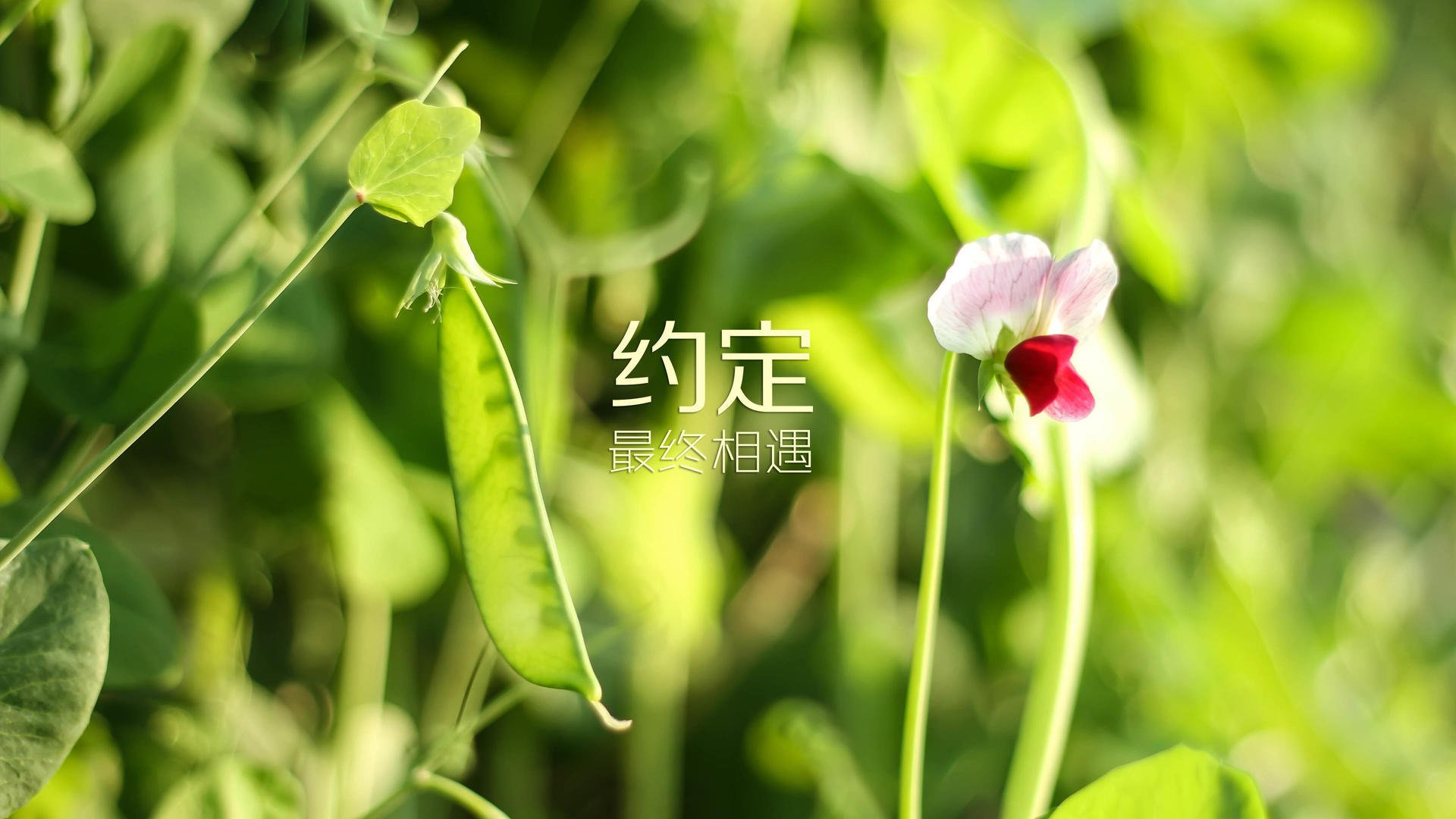 宿命对决的异色诗人，当德布劳内的魔法，为卡塔尔写下沙漠中的孤本